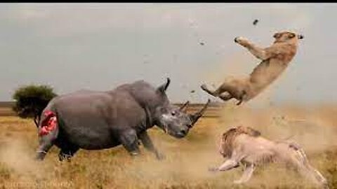 Craziest wild Animal Fight 2023