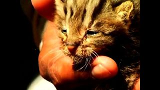 Leopard Cat Cubs Rescued From Floods