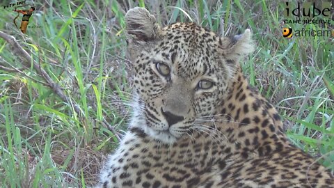 Scotia Female Leopard - Year 2, Becoming Independent - 5: Being Called To Feed