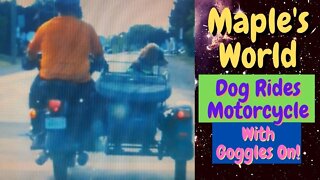 Smart Dog Rides Motorcycle WAIT FOR IT 😎