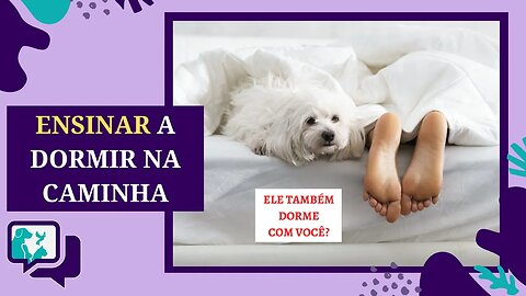 COMO ENSINAR O CACHORRO A DORMIR NA PRÓPRIA CAMINHA