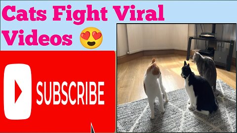 Cats Fighting Viral Video