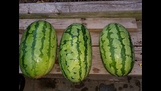 Making Watermelon Into Wine Part #2 - Don't do what I did