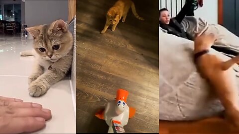 Hilarious Cats Discovers Funny Moves?! You Won't Believe Your Eyes