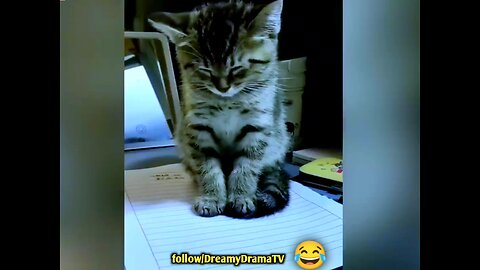 "Guaranteed Laughs: 🤣😂The Funniest Cat Moments!"
