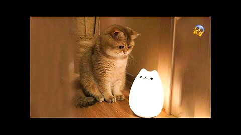 Funniest Cats 😹 - Don't try to hold back Laughter 😂 - Funny Cats Life