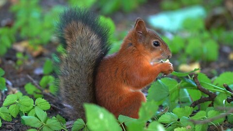 Red Squirrel And An Acorn