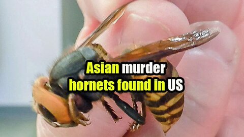 Asian murder hornets found in US