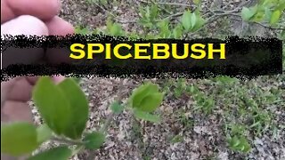Spicebush: A Native Shrub ( USA )