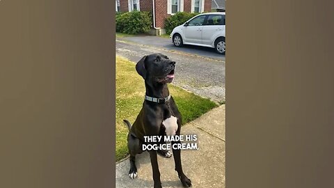 This dog loves ice cream trucks ❤️