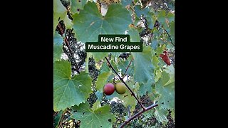 New Find: Muscadine Grapes