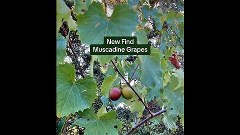 New Find: Muscadine Grapes