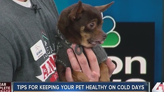 Tips for keeping your pet healthy on cold days