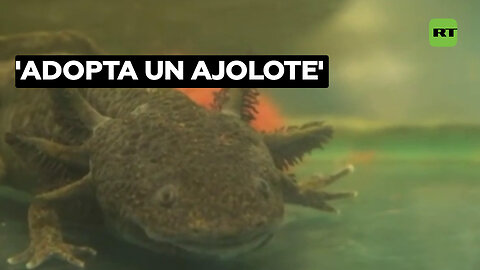 'Adopta un ajolote': impulsan un plan para proteger de la extinción a este anfibio mexicano