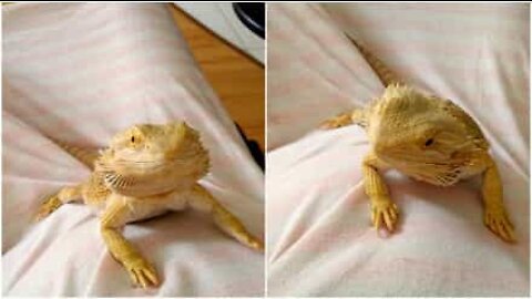 Bearded dragon smiles and waves to her human