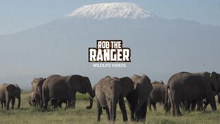 Amboseli Elephant Herd Under Kilimanjaro | Zebra Plains Safari