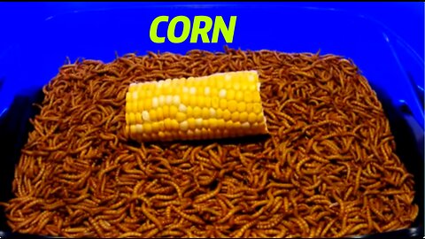 MEALWORMS VS CORN