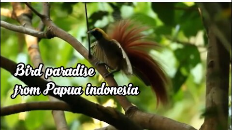 Bird paradise from Papua indonesia