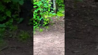A group of squirrels squeaking