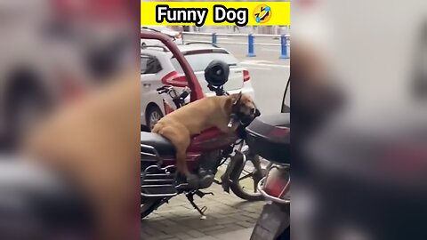 Pawsitively Hilarious: Funny Dogs Compilation"