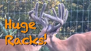 Huge Racks! Giant Antlers Growing! July 28th