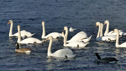 Swans Ducks Water White Bird Nature Animal