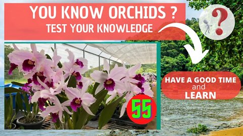 DO YOU KNOW ORCHIDS? WHAT IS THE NAME OF THIS ORCHID? HAVE FUN IDENTIFYING THIS ORCHID