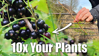 10x Your Plants With This SIMPLE Growing Tip