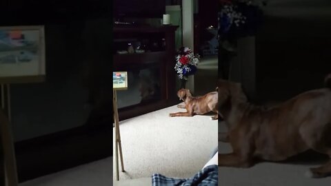My Dog Barking At His Reflection When He Was Puppy