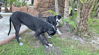 Great Dane Puppy Gets Landscaping Lessons On How To Dig A Hole