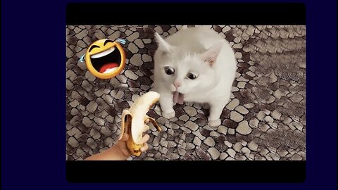 🤣🤣🤣🤣🤣best funniest animal videos 2023 funny cats and dogs😂😂