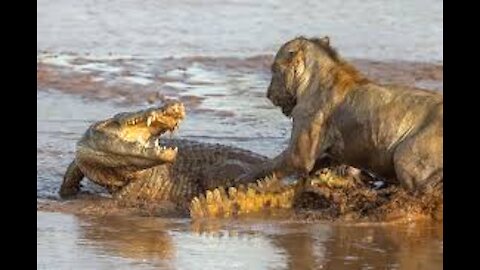 lion tussle a Crocodile || Crocodile attack a lioness in epic battle