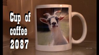 cup of coffee 2087---WTF File: Attack of the Killer Cows (*Adult Language)