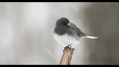 Dark Eyed Junco On A Snowy Branch