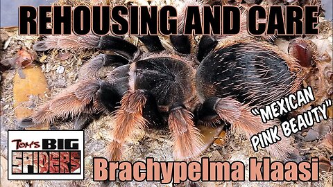 Brachypelma klaasi "Mexican Pink Beauty" Rehouse and Care