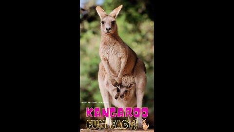 Kangaroos: Hopping Pros on Land, Surprising Swimmers in Water