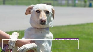 Josephine - 3yr female lab mix | SPCA Adoption Focus