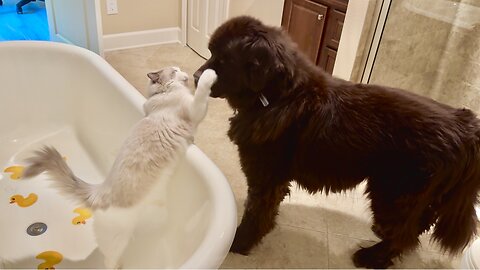 Ragdoll Cat loves using bathtub as a fort to attack big brothers