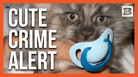 Mischievous Feline Heist: Adorable Kitten Swipes Missing Pacifier
