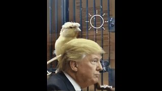 Donald Trump Turns Into A Bird Meme! 🐦