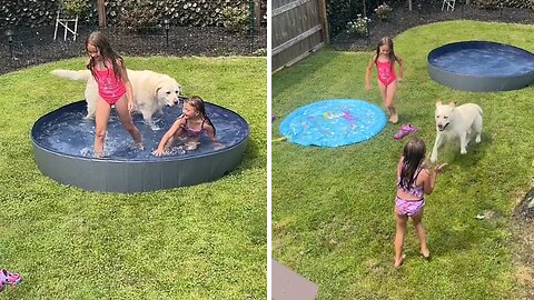 Pup Preciously Jumps In Pool With Kids