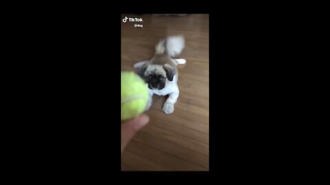 Cute Puppy, Running After Tennis Ball -Tiktok Dogs (Funny Animals #397)