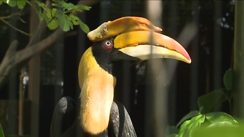 Great Indian Hornbill gets 3D-printed prosthetic at ZooTampa after developing skin cancer