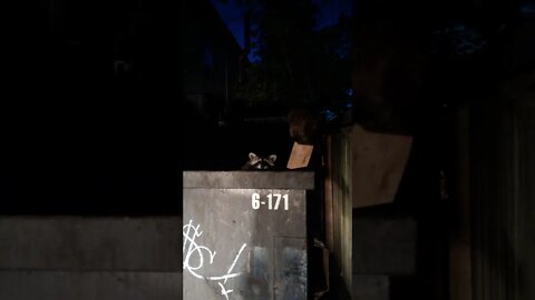 Raccoons stuck inside garbage bin