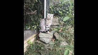 Scottish Fold Cat