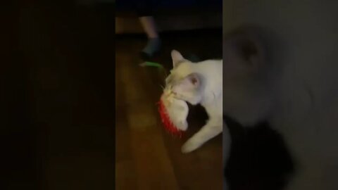 Cat Loves Christmas so Much she Retrieves Decorations out of Storage in June
