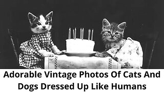 30 Adorable vintage photos of cats and dogs dressed up like humans
