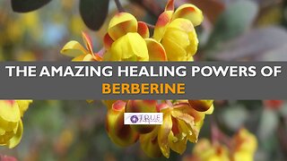 THE AMAZING HEALING POWERS OF BERBERINE | True Pathfinder