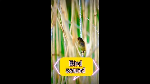 Bird original sound |Wild life | Protect Birds life