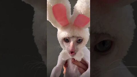 Cat is enjoying a snack while wearing fluffy bunny ears 😄😍 #shorts #funny #subscribe #viral